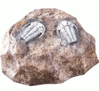 Крышка люка Камень с трилобитами